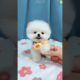 dog videos 🐶😍 cute Puppies 🥰💝 #dog #puppy #shorts
