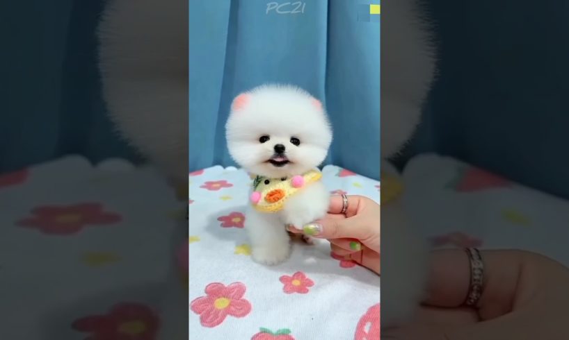 dog videos ๐ถ๐ cute Puppies ๐ฅฐ๐ #dog #puppy #shorts