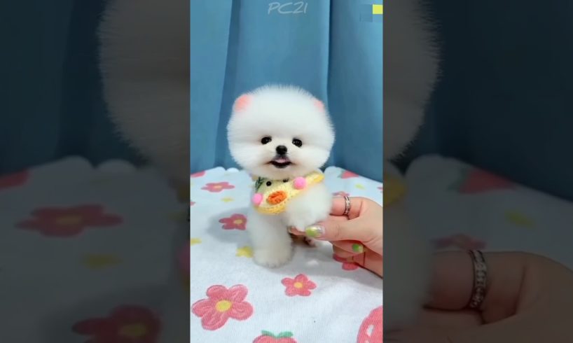 dog videos 🐶😍 cute Puppies 🥰💝 #dog #puppy #shorts