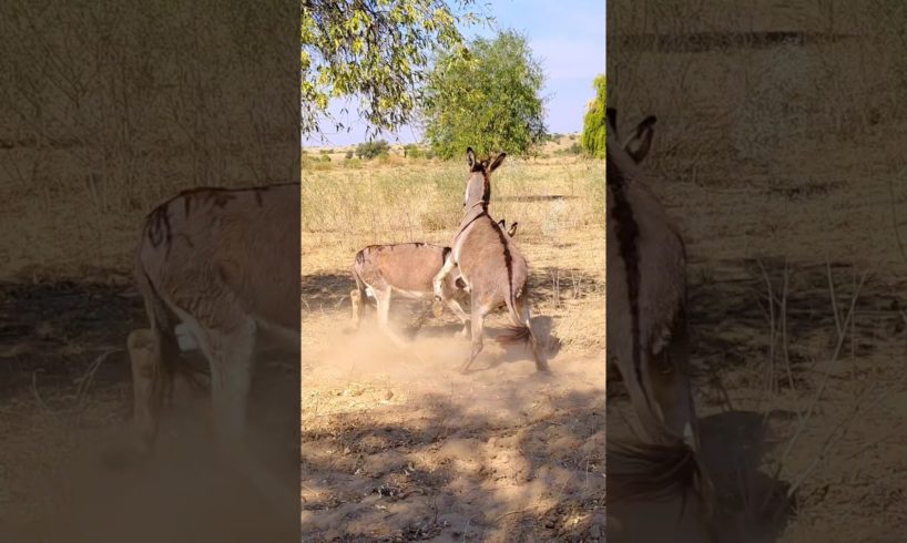 #donkey #animals #youtubeshorts #viral