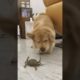 golden retriever playing #animals #funnyshorts #dog #doglover #funnyvideo