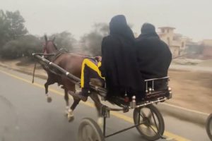 horse video horse rescue, Cheema pind wala