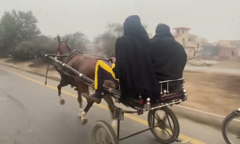 horse video horse rescue, Cheema pind wala