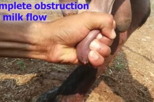how vet treated cattle affected with teat stenosis {obstruction of milk flow } | teat constipation |