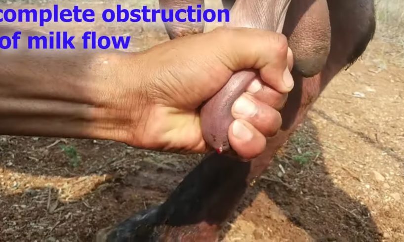 how vet treated cattle affected with teat stenosis {obstruction of milk flow } | teat constipation |