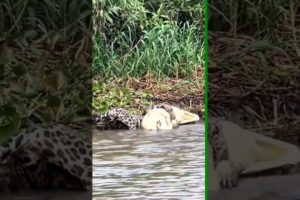 jaguar hunts crocodile very difficult  #animals #viral#shorts #vizard
