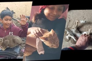kitten funny video | Kittens want love from humans too | @mrbeasthindi