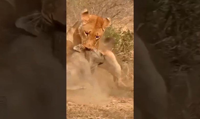 lioness vs warthog fight #animals #short