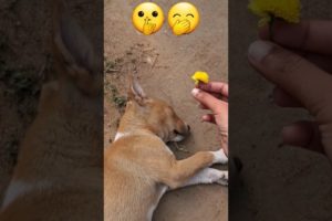 🌼 massage to sleepy girl 😁🤣 #cute #puppies #viral #shortsfeed #funnypuppy #cutest