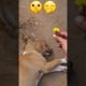 🌼 massage to sleepy girl 😁🤣 #cute #puppies #viral #shortsfeed #funnypuppy #cutest