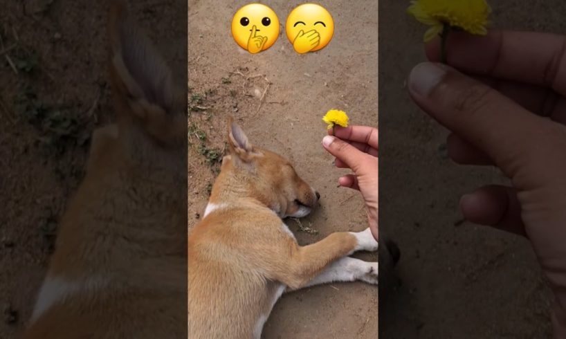 🌼 massage to sleepy girl 😁🤣 #cute #puppies #viral #shortsfeed #funnypuppy #cutest