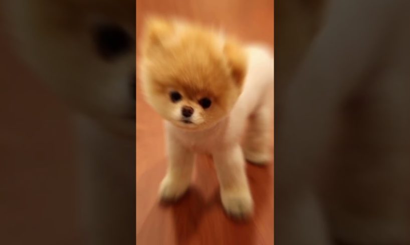 most cutest dogs in the world #puppy #dog #cutedog #doglover #top10shorts