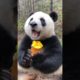 #new #funniest #amazing #cute #panda #play #wildlife #animals #funny #relaxing#pets#youtubeshorts