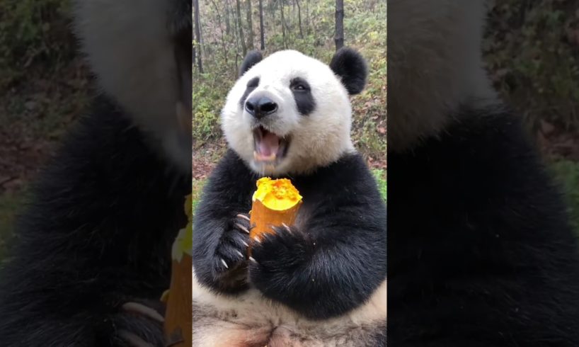 #new #funniest #amazing #cute #panda #play #wildlife #animals #funny #relaxing#pets#youtubeshorts
