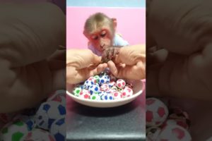 #new #funniest #cute #monkey #play#chicken #cake#funny #amazing #youtubeshorts #pets #animals #viral