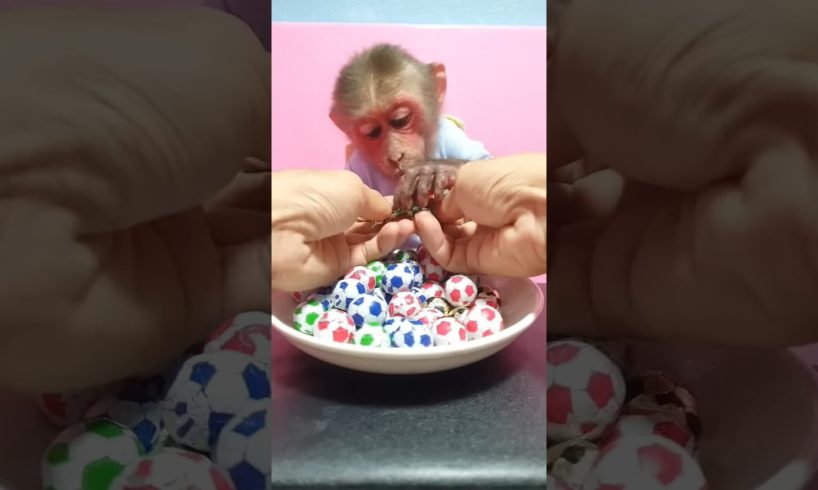 #new #funniest #cute #monkey #play#chicken #cake#funny #amazing #youtubeshorts #pets #animals #viral