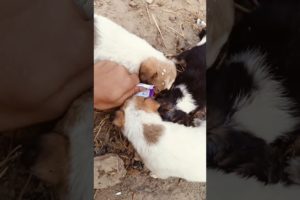 street puppiesđđļ#cute #puppies #animal #doglover #help #viral#shorts