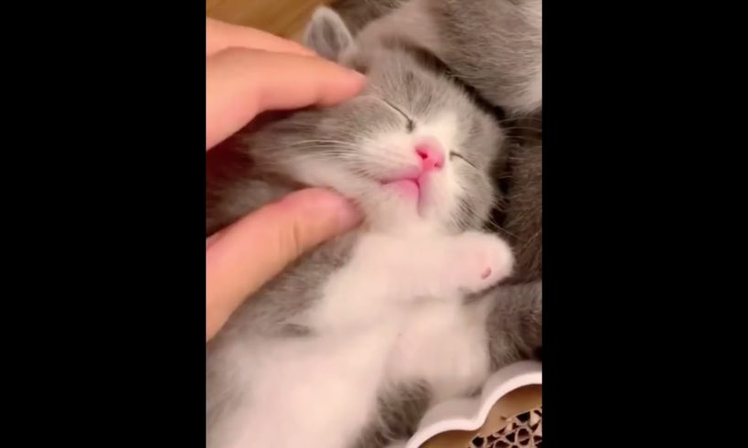 #tiktok #cure #cutecats #shorts #cutepets #cricket #cricket #cutest #funny #kitten #new #pets #cat