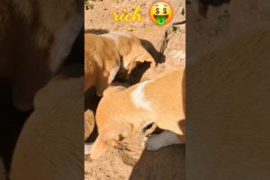 treasure 🤑 💰 hunt #viral #cute #puppies #cutest #funnypuppy #cutepuppy #shortsfeed #trending