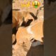 treasure 🤑 💰 hunt #viral #cute #puppies #cutest #funnypuppy #cutepuppy #shortsfeed #trending