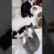 two kitten are playing part 03 #shorts #catslovecorner #cats #animals #catslover #catslife