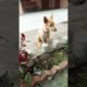 very very cute puppies with mother #dog #puppy #cute #cute #cutepuppy #animal #puppydog #shortvideo