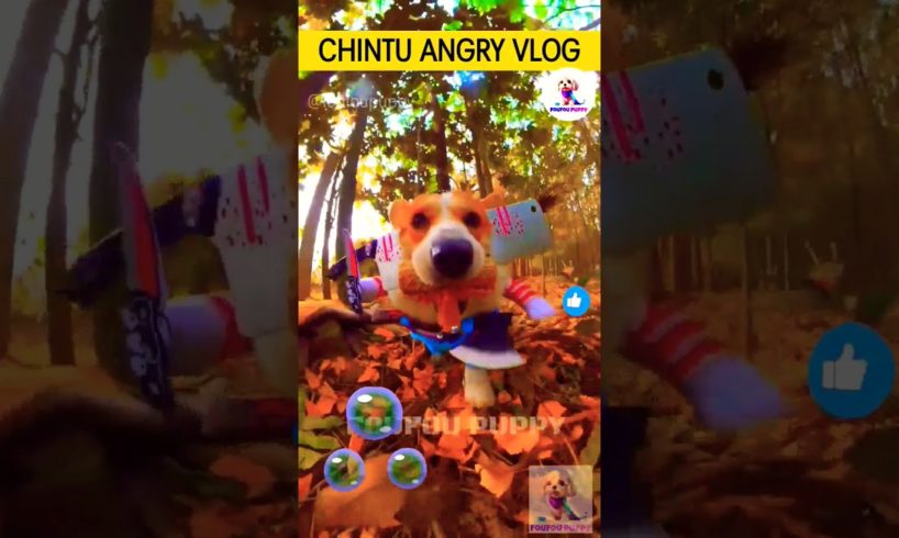 चिंटू का गुस्से वाला व्लॉग 🐶 cutest puppies funny like cartoon hindi #cutepuppies #puppyvlog