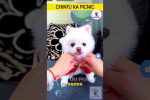 चिंटू का पिकनिक 🐶 cutest puppies funny like cartoon hindi #cutepuppies #foufou #chintu #whitepuppy