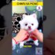 चिंटू का पिकनिक 🐶 cutest puppies funny like cartoon hindi #cutepuppies #foufou #chintu #whitepuppy