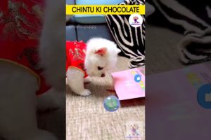 चिंटू की चॉकलेट 🍫 cutest puppies funny like cartoon hindi #cutepuppies #chintoo #whitepuppy #chintu