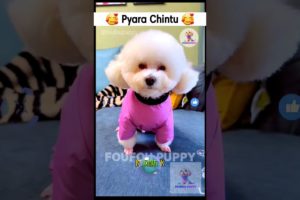चिंटू के नये कपड़े 🐶 cutest puppies funny like cartoon hindi #cutepuppies #foufoupuppy #petcare