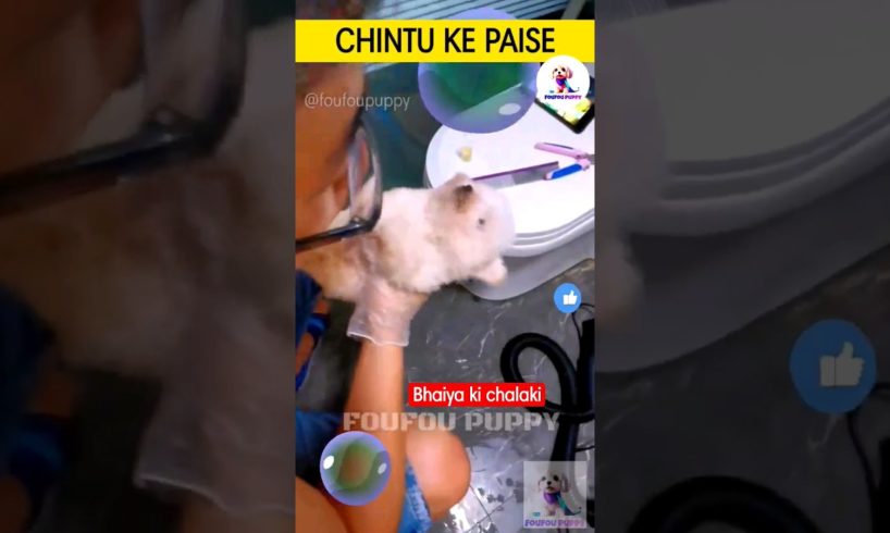 चिंटू के पैसे थे वो😁 cutest puppies funny like cartoon hindi #cutepuppies #chintu #cutepets #foufou