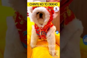 चिंटू को तो देखो ज़रा 😂 cutest puppies funny like cartoon hindi #cutepuppies  #chintu #foufoupuppy