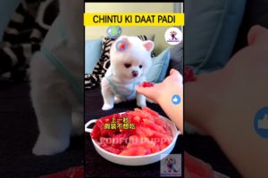 चिंटू को ये क्या खाना पड़ा 🐶 cutest puppies funny like cartoon hindi #cutepuppies #foufou #chintu