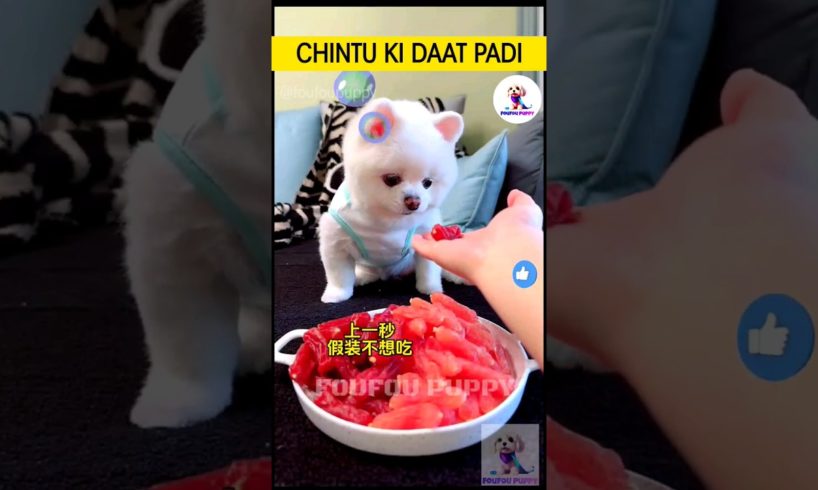 चिंटू को ये क्या खाना पड़ा 🐶 cutest puppies funny like cartoon hindi #cutepuppies #foufou #chintu