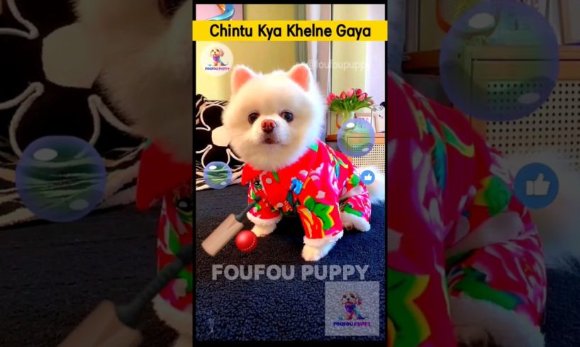 चिंटू क्या खेलने गया 🏏 cutest puppies funny like cartoon hindi #cutepuppies #foufou #petcare