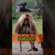 जंगल का सबसे खतरनाक जानवर Baboon || animal||Baboons ||baboons