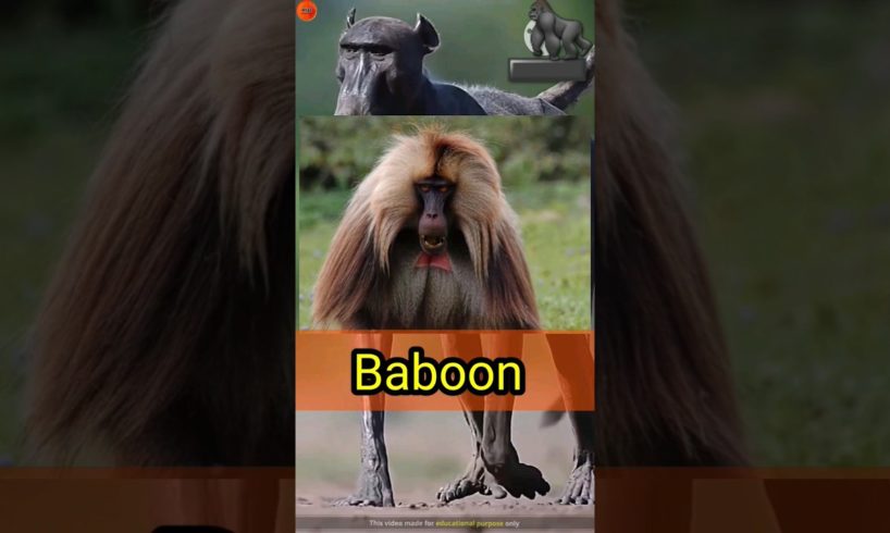 जंगल का सबसे खतरनाक जानवर Baboon || animal||Baboons ||baboons