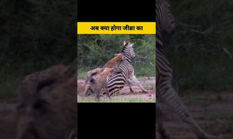 जिब्रा और हायना की लड़ाई। Hayena And Zibra Fight #ZEBRA #HAYENA
