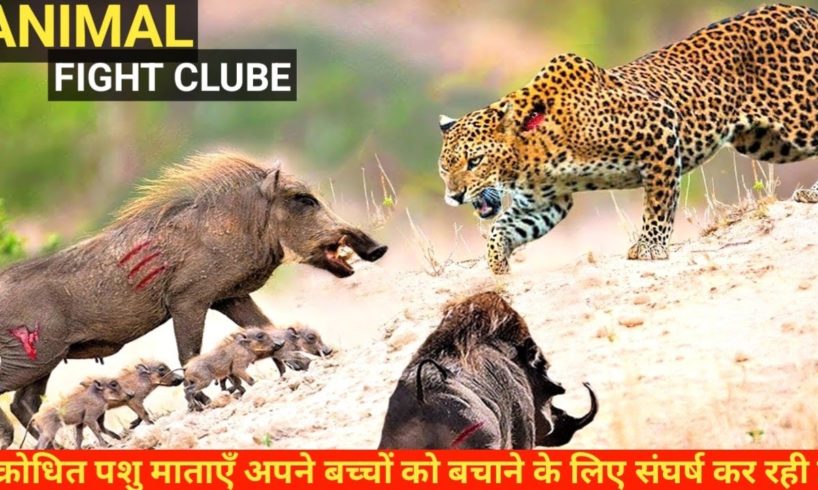 पशु माताएँ अपने बच्चों को बचाने के लिए संघर्ष कर रही हैं | Animal Mothers Fight for Saving Babies