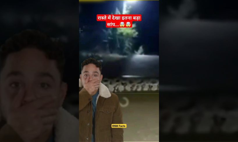रास्ते में देखा इतना बड़ा सांप...🤯🤯#Shorts #ytshort #youtubeshorts #viral #Snake #animal #RNMFacts