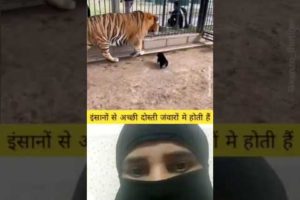 शेर और कुत्ते के बच्चे की दोस्ती#shorts#animal#youtube 😀😀