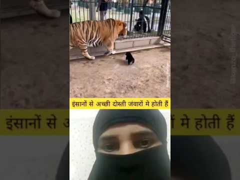 शेर और कुत्ते के बच्चे की दोस्ती#shorts#animal#youtube 😀😀