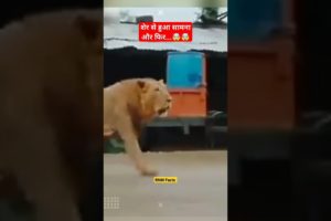 शेर से हुआ सामना और फिर...🤯🤯#shorts #ytshort #youtubeshorts #viral #lion #RNMFacts #hindi #youtube