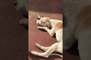 උදෙන්ම නැගිටල ගිහින් අව්ව තපින Luna | Cute Puppies 🥰🐶 #shorts