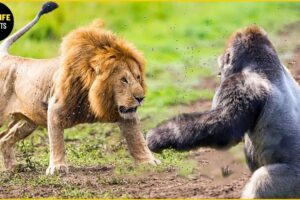 10 Craziest Animal Fights Caught On Camera