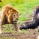 10 Craziest Animal Fights Caught On Camera