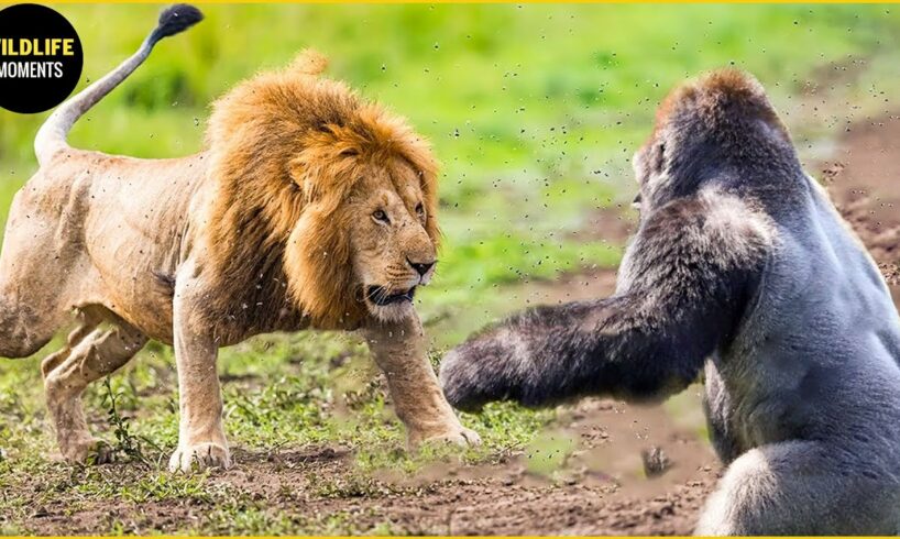 10 Craziest Animal Fights Caught On Camera