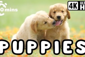 10 MINUTES OF THE CUTEST PUPPIES IN THE WORLD 4K (ULTRA HD) 🐶