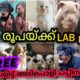 1000 രൂപക്ക് Labrador😱🔥| Free adoption cute puppies 🤩| PETS for sale in Kerala | PETS POINT